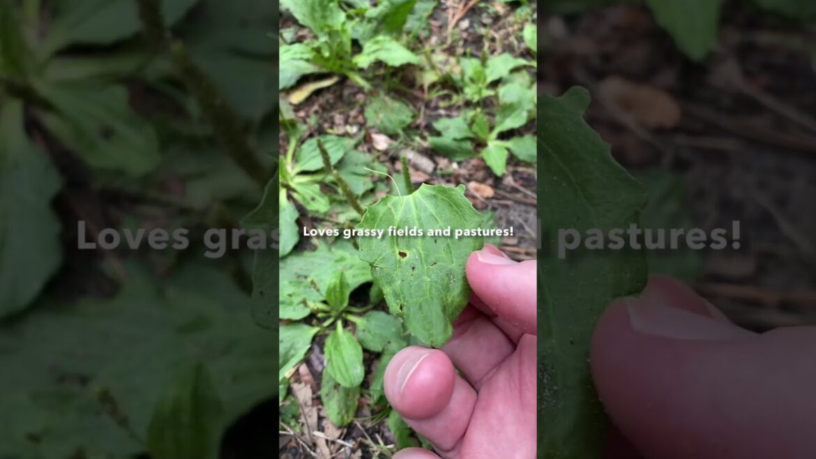 This Super Plant Does It All!  #shorts