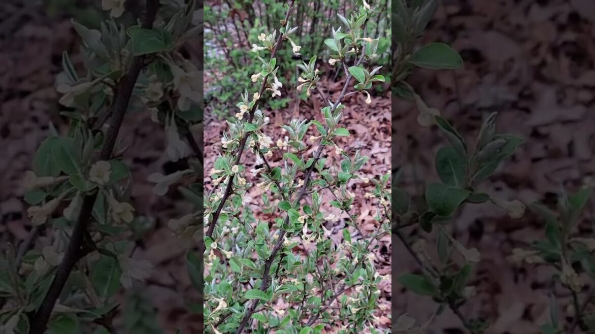 Bees in the edible landscape on the goumi berry