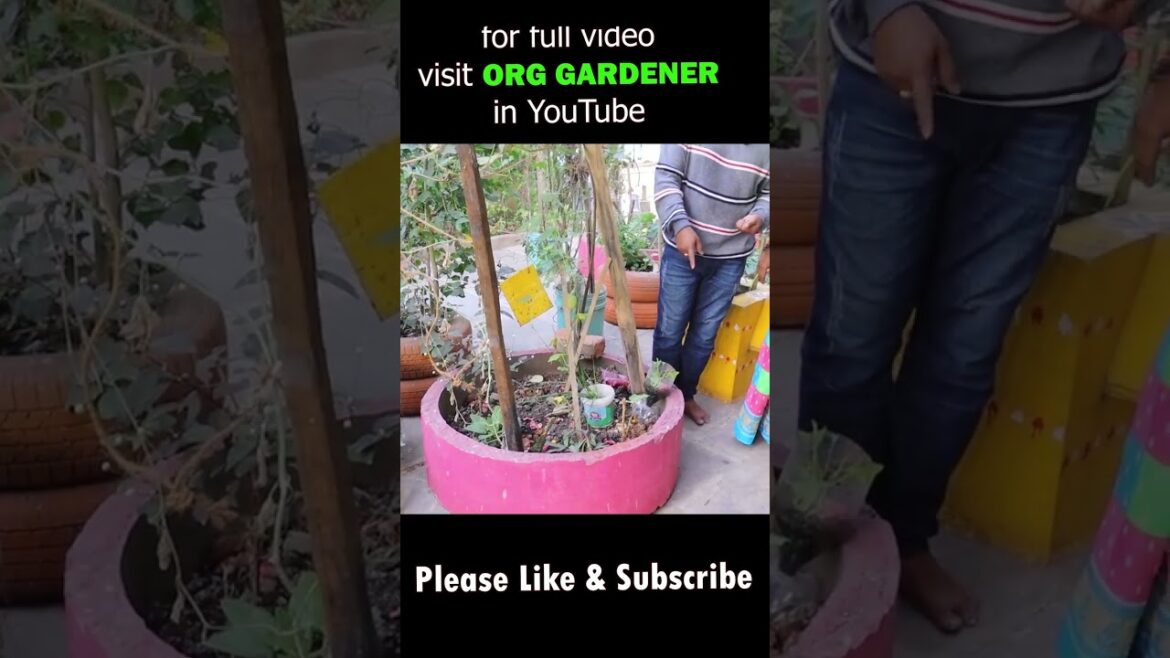 leela aunty backyard garden