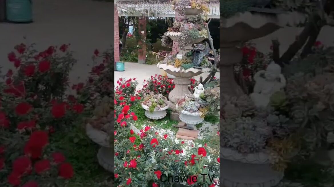 Rose Garden Design #shorts #flowers #park