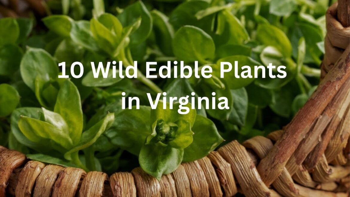 10 Wild Edible Plants in Virginia 10 Wild Edible Plants in Virginia