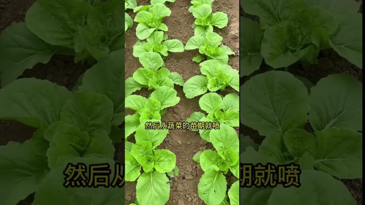 gardening ideas for home/enjoy with my garden gardening ideas for home/enjoy with my garden