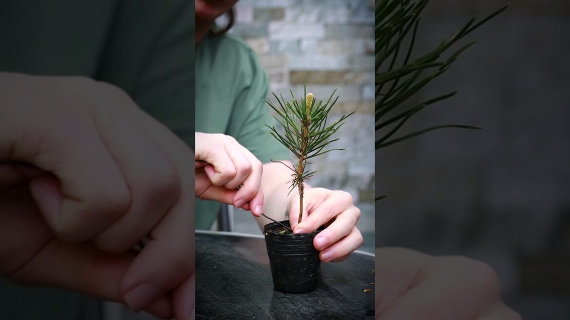 How to Shape a Bonsai Seedling🌱(Japanese Black Pine) How to Shape a Bonsai Seedling🌱(Japanese Black Pine)