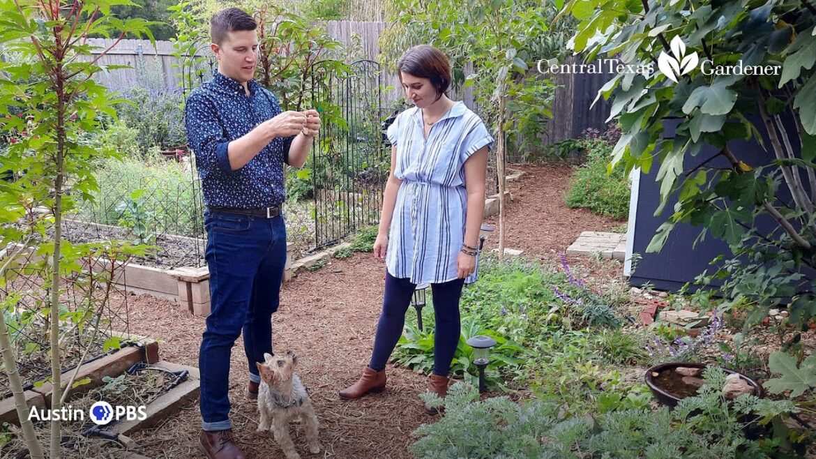 Remaking a Yard into Flowers, Food, Joy