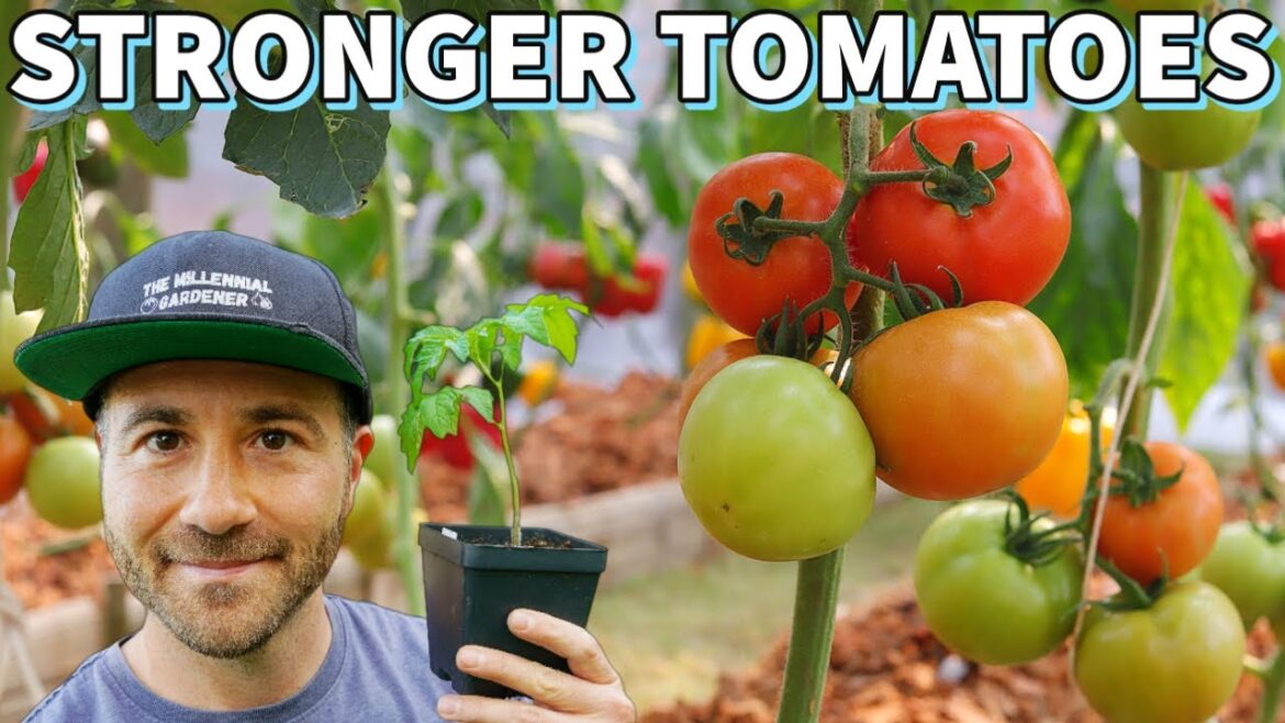 Grow The STRONGEST Tomato Plants With These 4 Garden Secrets! Grow The STRONGEST Tomato Plants With These 4 Garden Secrets!