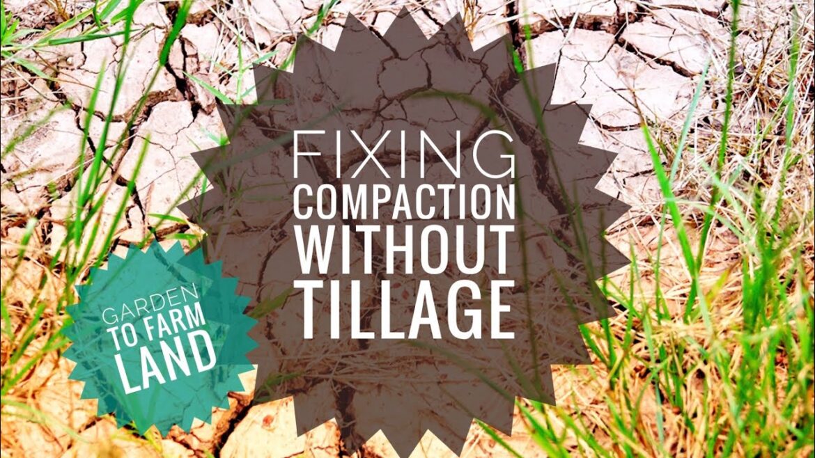 NO TILL SOLUTION TO SOIL COMPACTION. COVER CROPS FOR COMPACTION | Gardening in Canada NO TILL SOLUTION TO SOIL COMPACTION. COVER CROPS FOR COMPACTION | Gardening in Canada