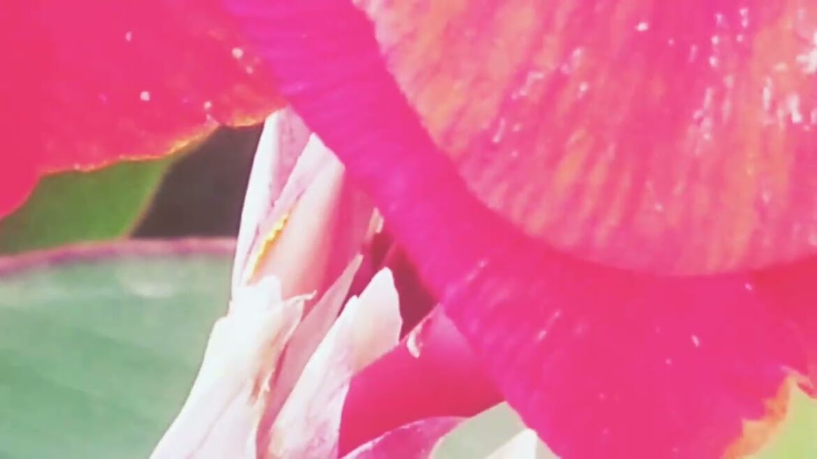 Flowers garden. Rooftop garden. Designers idea. Garden planning. #design #garden #viral #subscribe Flowers garden. Rooftop garden. Designers idea. Garden planning. #design #garden #viral #subscribe