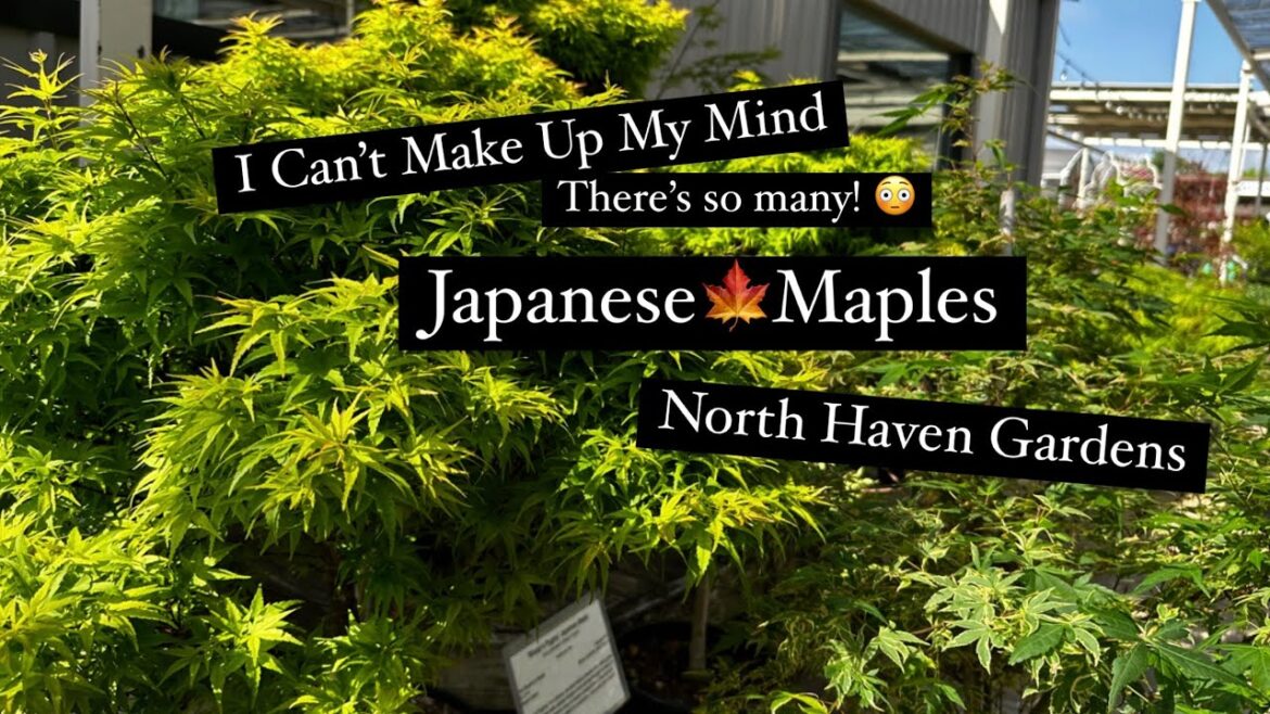 Things to Do in Dallas – North Haven Gardens Japanese Maples Collection #japanesemaple Things to Do in Dallas - North Haven Gardens Japanese Maples Collection #japanesemaple