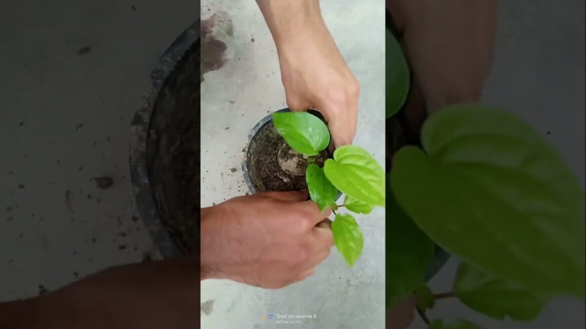 #Planting a #Pan #Plant in #Pot | #shorts #short #shortvideo #shortsvideo
