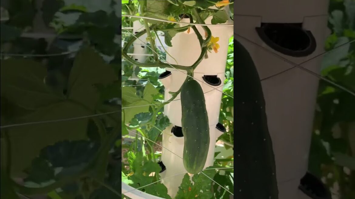 3 types of cucumbers you can grow on an aeroponic tower