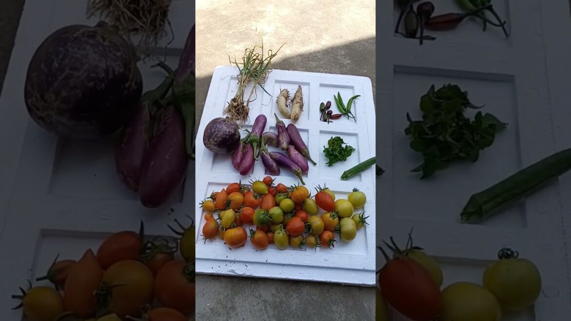 छत पर गमलों में लगी शानदार सब्जियां/grow vegetables at home #shorts #youtubeshorts #garden #viral छत पर गमलों में लगी शानदार सब्जियां/grow vegetables at home #shorts #youtubeshorts #garden #viral