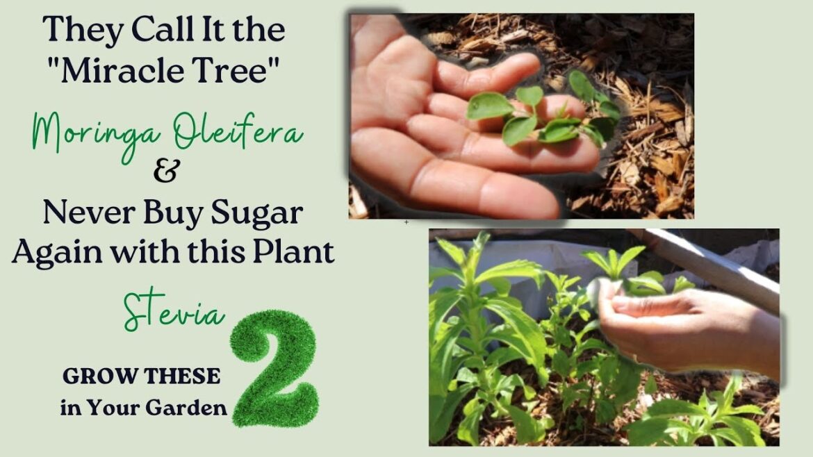 Moringa and Stevia: A Healing Miracle Tree & a Lifetimes Sugar Supply: 2 Plants to Grow Moringa and Stevia: A Healing Miracle Tree & a Lifetimes Sugar Supply: 2 Plants to Grow
