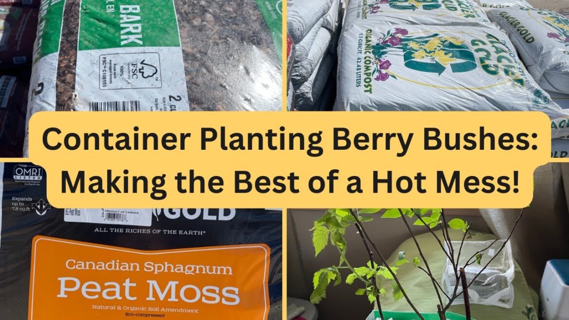 Container Planting Berry Bushes: Making the Best of a Hot Mess!  #gardening #4b #hotmess