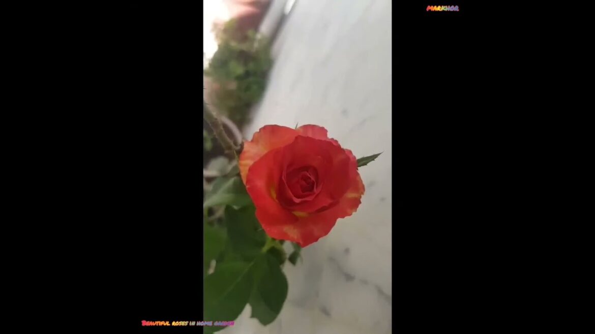 How to Grow Beautiful Roses in Your Home Garden: Tips and Tricks | am markhor