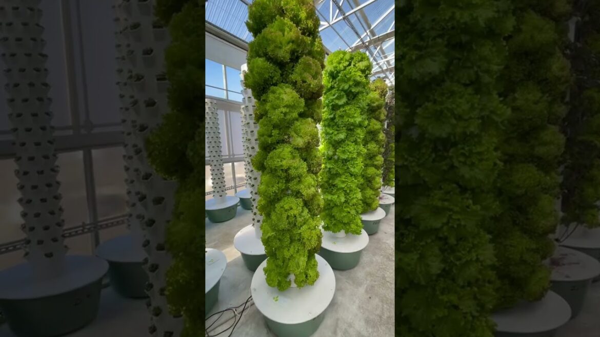 Altius Farms in Denver, Colorado is the epitome vertical farming