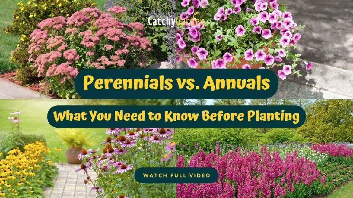 Perennials vs  Annuals: What You Need to Know Before Planting 🌺🌻