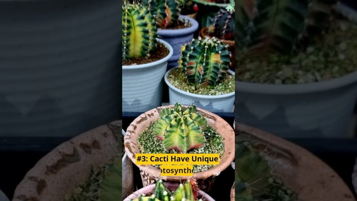 10 Bizarre Facts About Cacti That Will Blow Your Mind #shorts