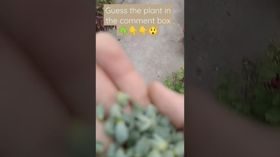 guess the plant name in the comment box πβοΈβοΈβοΈππ#plants #shorts #ytshorts #viralshorts #viral guess the plant name in the comment box πβοΈβοΈβοΈππ#plants #shorts #ytshorts #viralshorts #viral