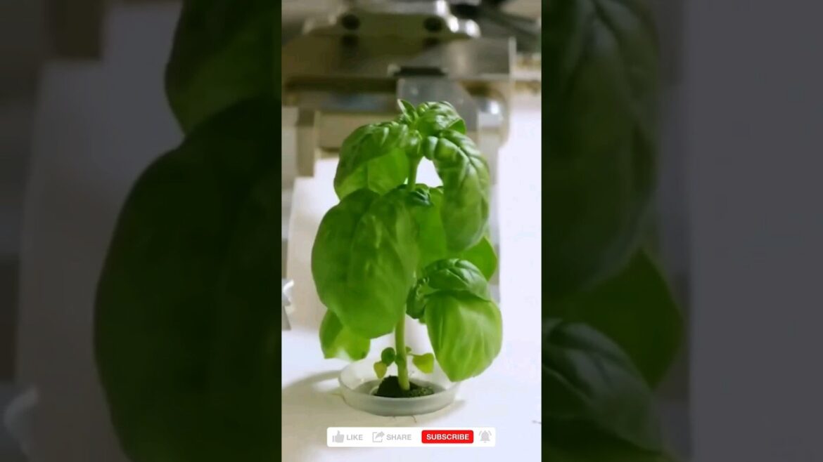 How Iron Ox use plant propagation using robotics and AI? short How Iron Ox use plant propagation using robotics and AI? short