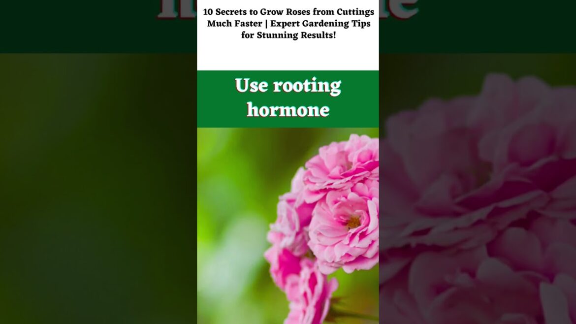 10 SECRETS TO GROW ROSES FROM CUTTINGS MUCH FASTER EXPERT GARDENING TIPS FOR STUNNING REULTS! #Short