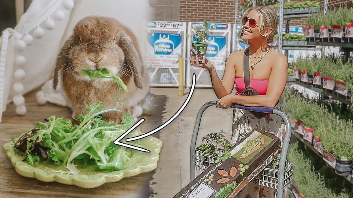 Planting a Garden for My Rabbit (Part One) Planting a Garden for My Rabbit (Part One)