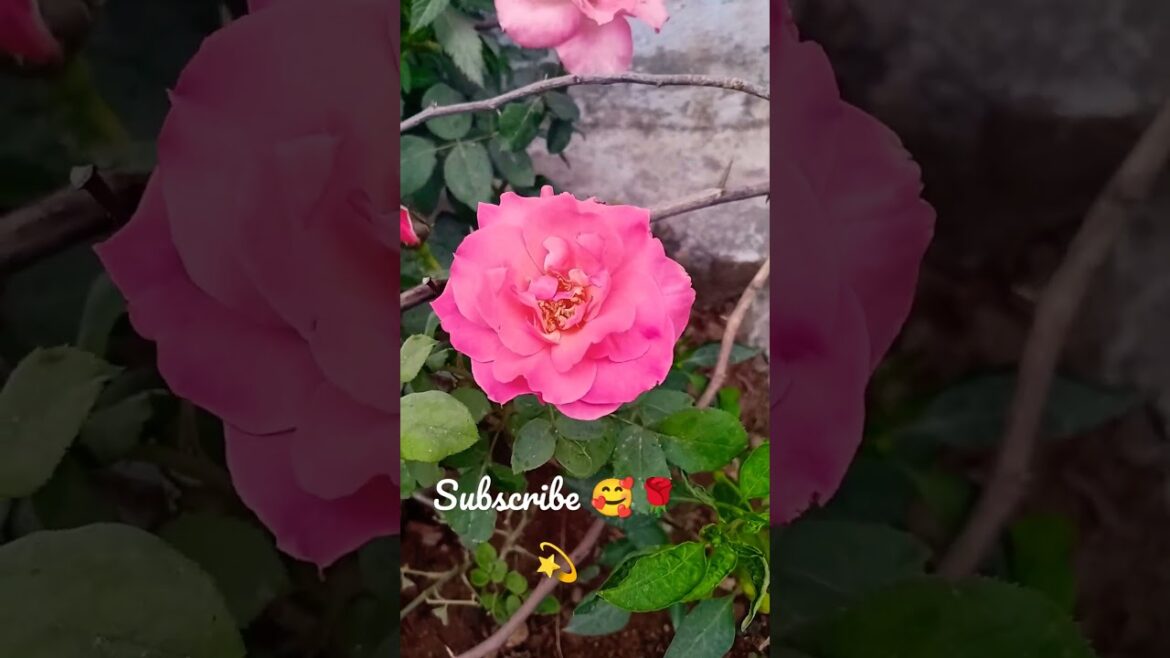 flowers garden 🥰🌹💫#subscribe #trending #flowersong #flower #garden #rose #viral #viralreels #like