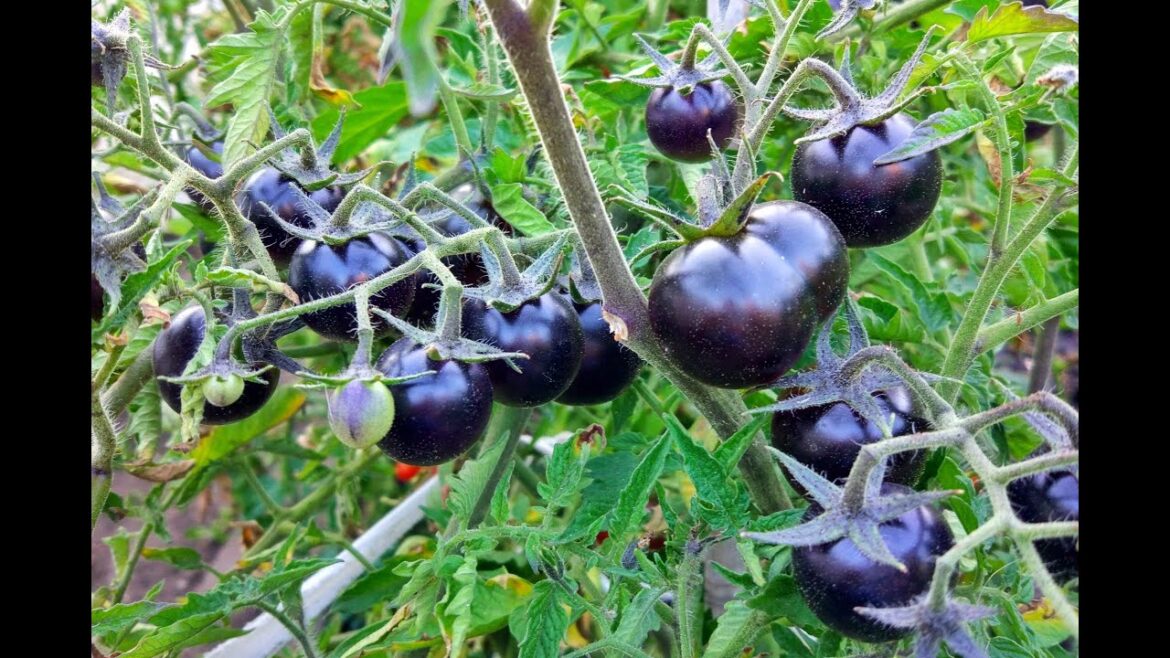 How to Grow Black Tomato | FROM SEED TO HARVEST | Easy Garden Ideas