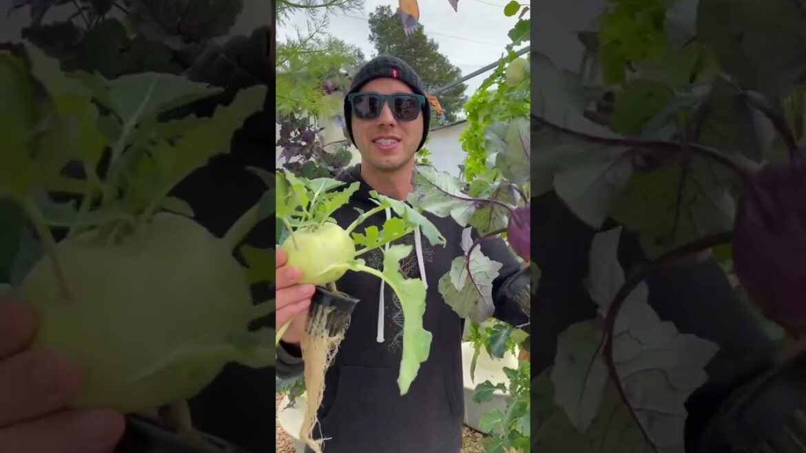 Consider growing kohlrabi on an aeroponic tower