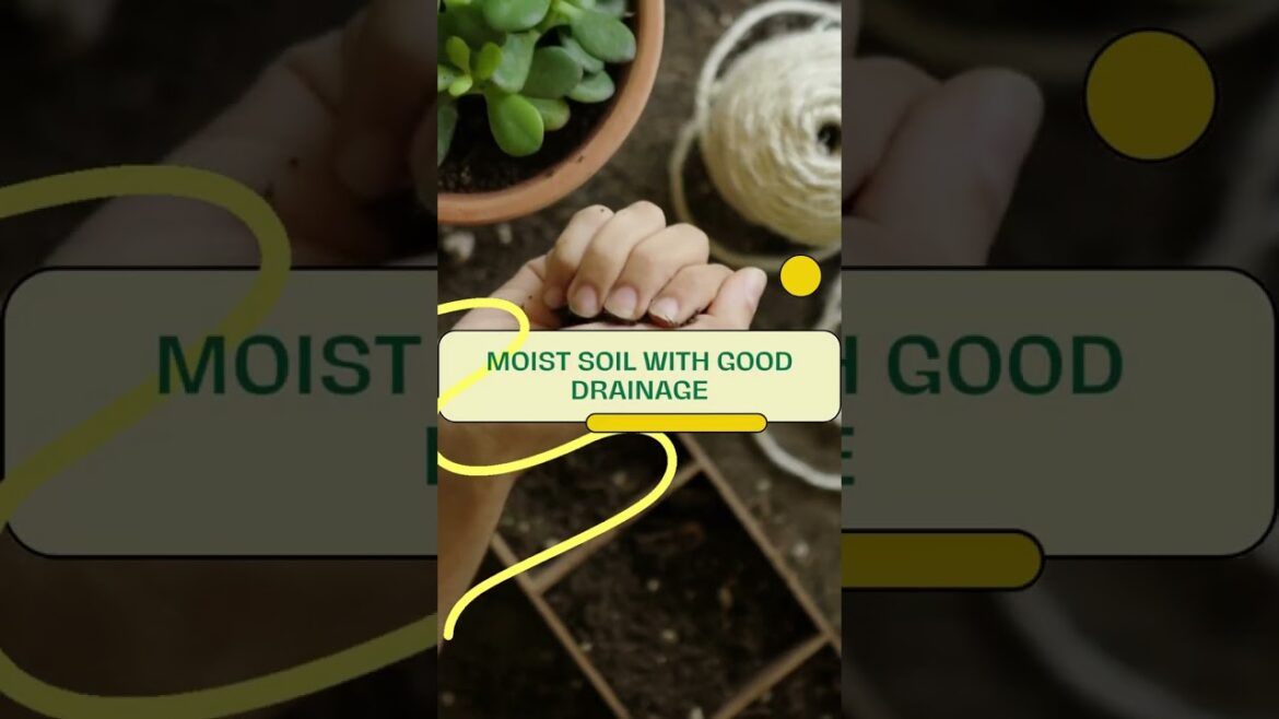 Leopard Lily Plant: Tips to keep it Healthy