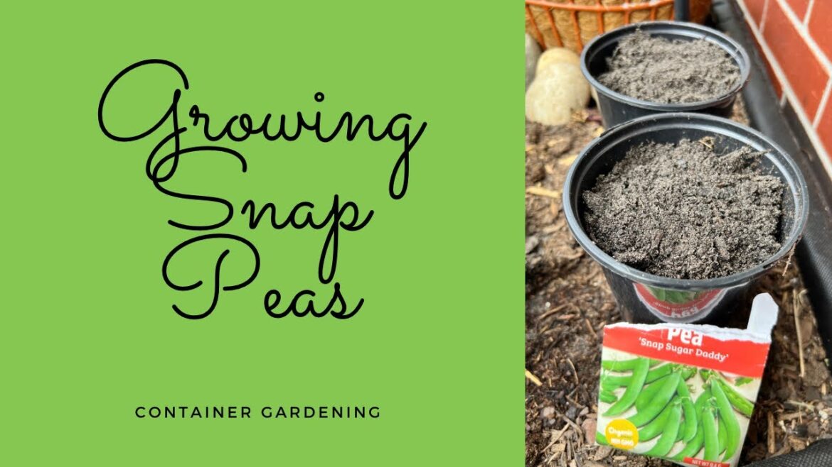 Container Gardening - How to grow snap peas in a container from seeds.
