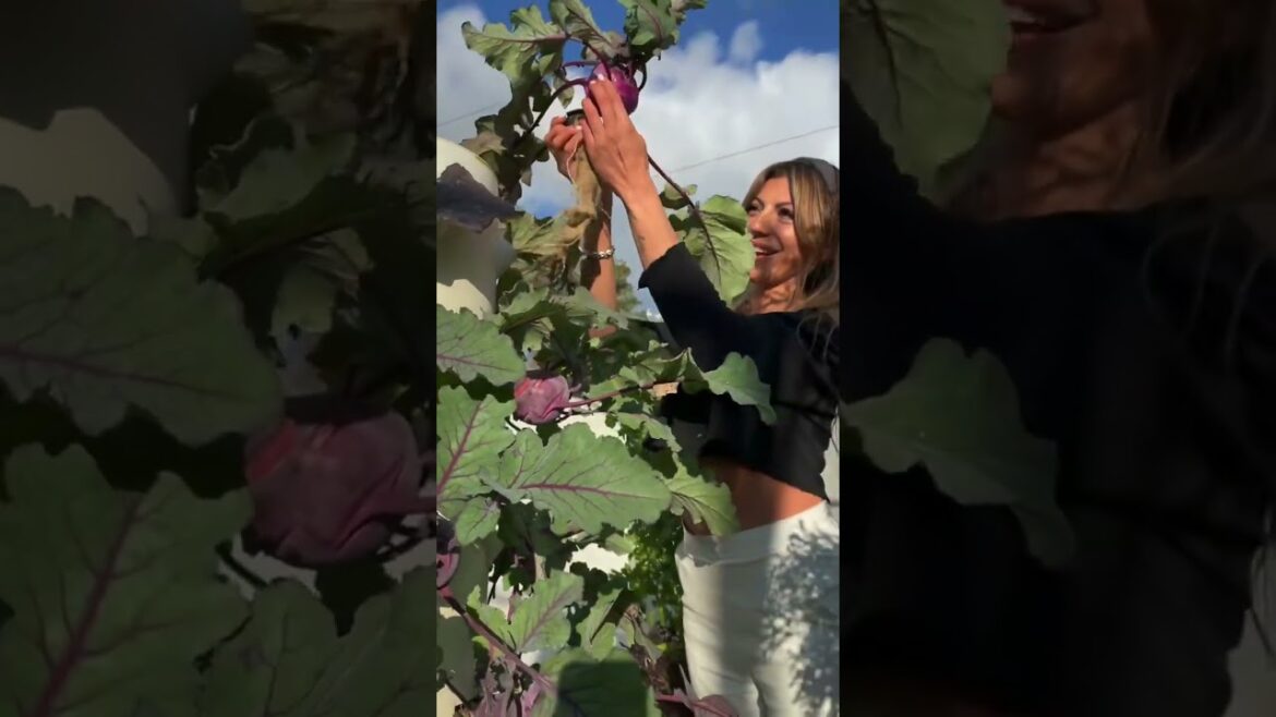 Brassica vegetables grow amazingly well on an aeroponic tower Brassica vegetables grow amazingly well on an aeroponic tower