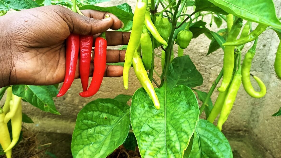 The Ugly truth about gardening | Dr. OBi's Garden