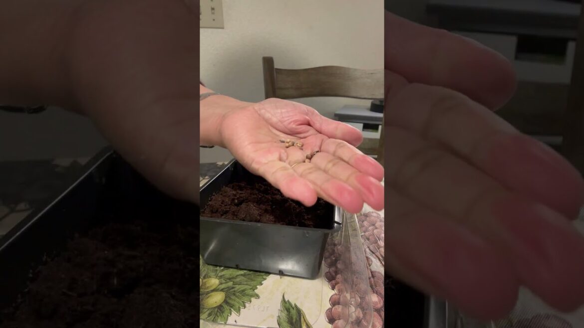 Seeds of Edible Flowers? Spring Gardening. #howto #shorts #gardening