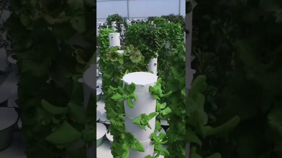Aeroponic Tower Farm in a greenhouse  #towergarden