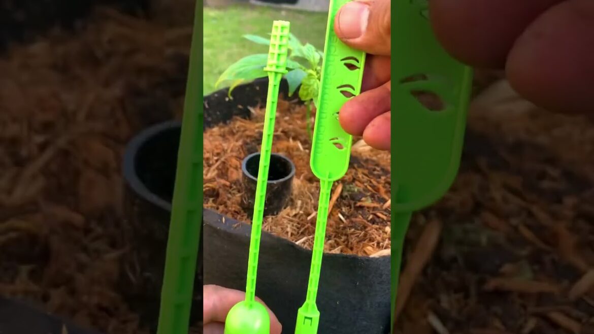 How to Build a Garden Archway #Shorts