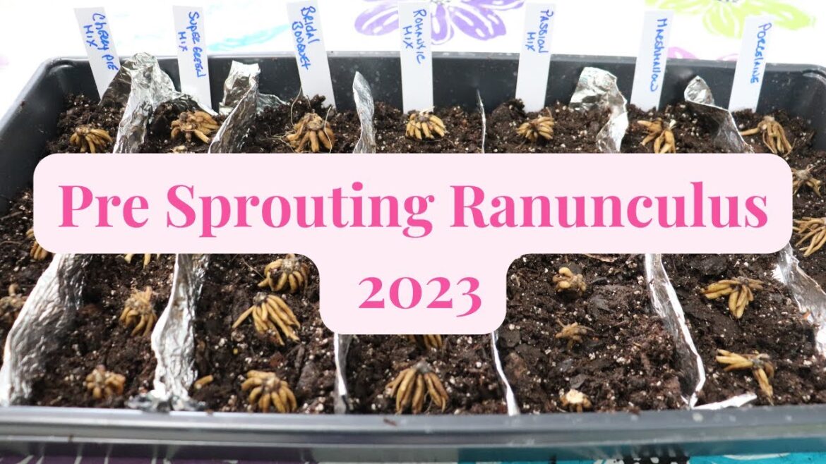 Unveiling the Mystery of Pre Sprouting Ranunculus // Gardening at the Simongetti North Unveiling the Mystery of Pre Sprouting Ranunculus // Gardening at the Simongetti North