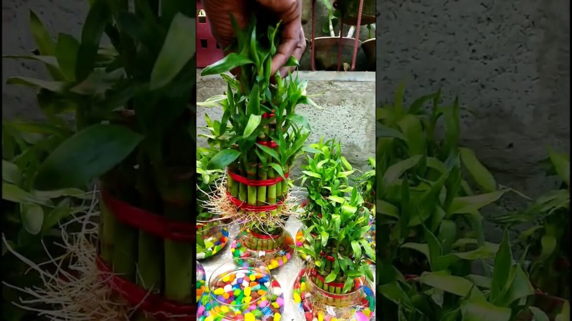 இது உண்மையாக அதிஷ்டம் அளிக்குமா? | Lucky Bamboo in Tamil | Gardening Tips In Tamil