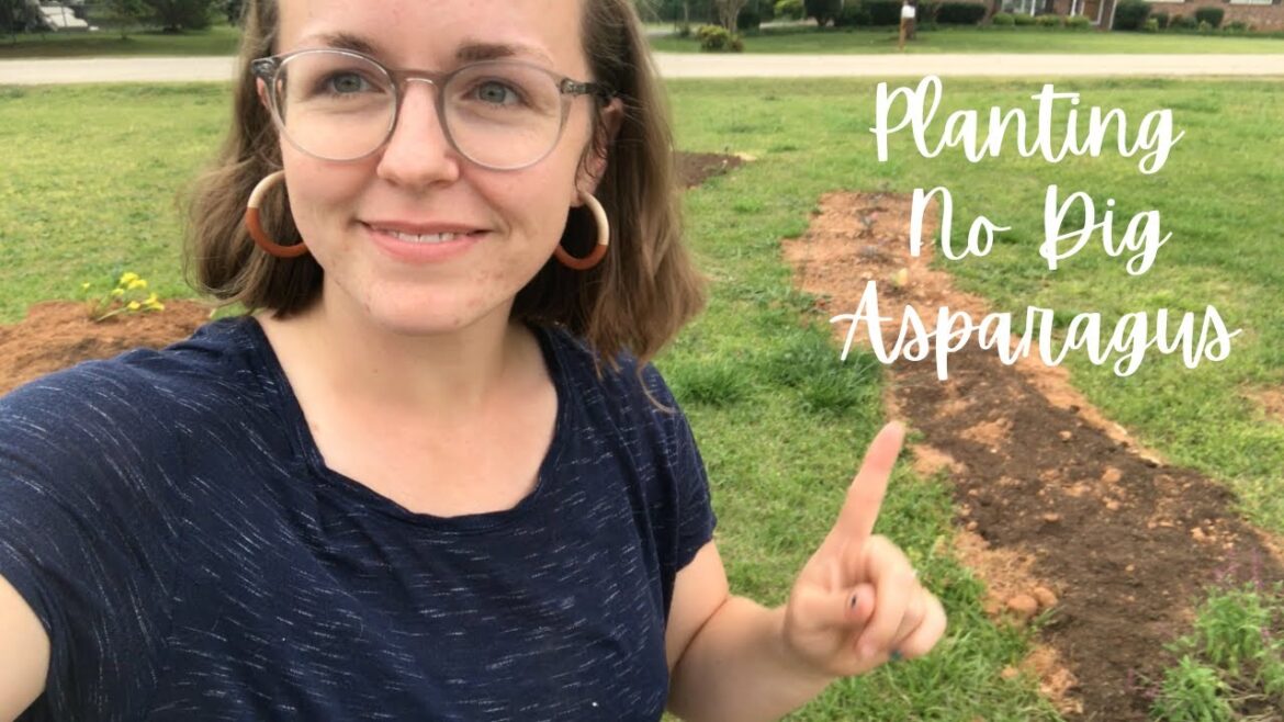 Planting asparagus in no-dig garden | Homesteading on one acre