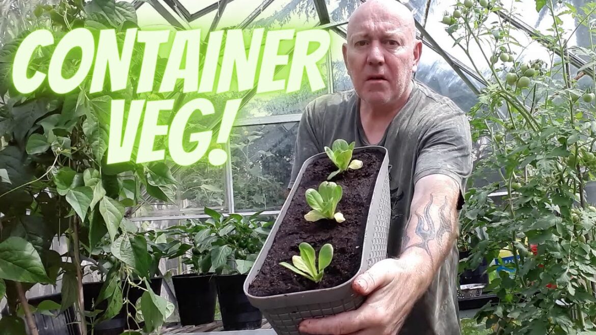 Container Vegetables  [Gardening Allotment UK] [Grow Vegetables At Home ]