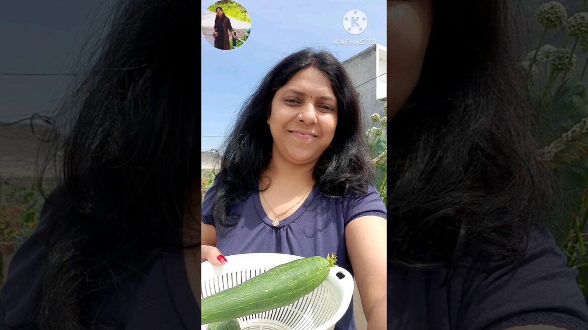 😱amazing tips for Gardening #बगीचे मे उगाए ठेरो सब्जियाँ😇छोटे से कन्टेनर मे