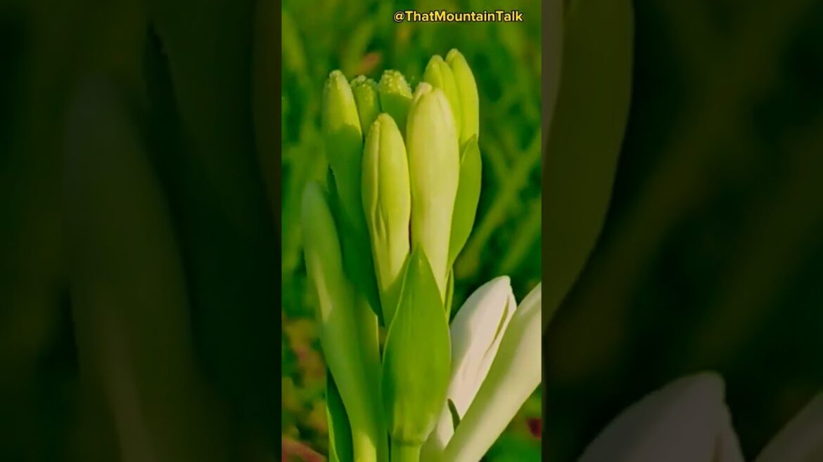 #shorts #youtubeshorts #facts #farmlife #shetkari #share #yt #that #mountain #talk @ThatMountaintalk