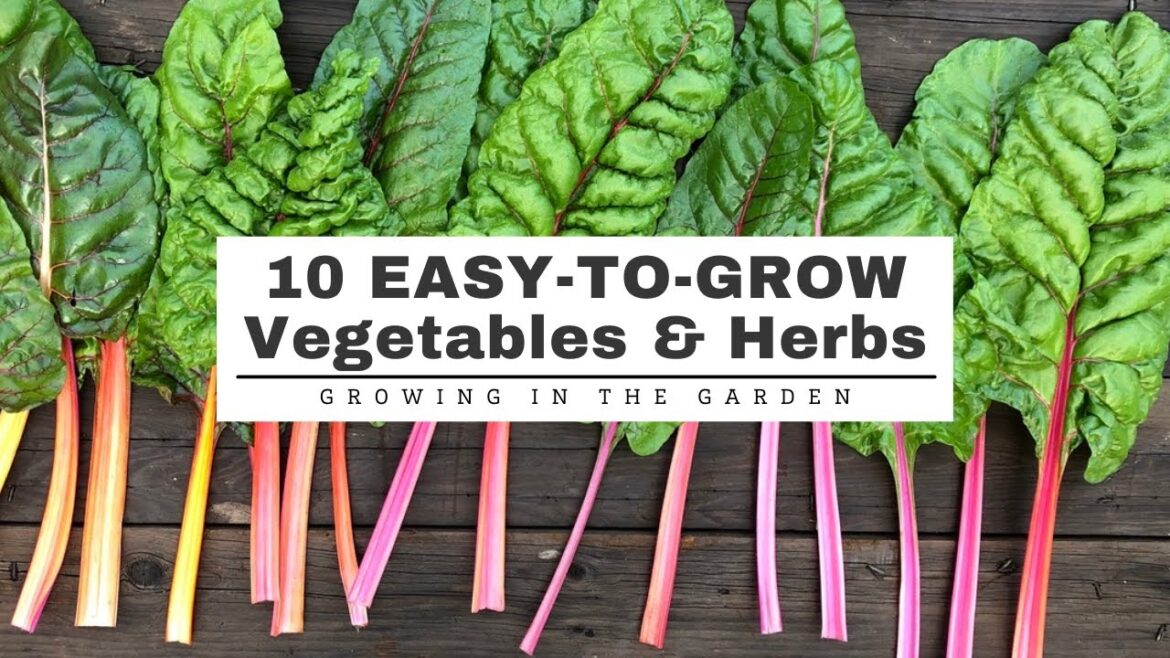10 EASY-TO-GROW Vegetables & Herbs: GARDENING for BEGINNERS 10 EASY-TO-GROW Vegetables & Herbs: GARDENING for BEGINNERS