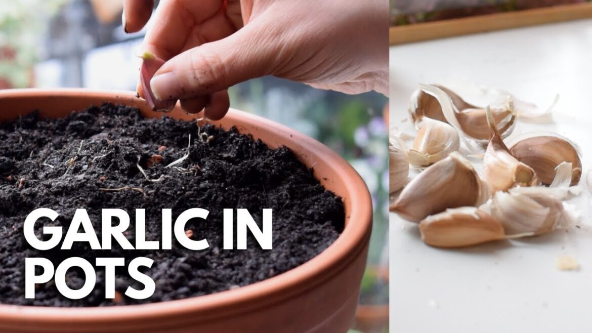 Growing Garlic In Pots In Spring: Direct Planting 🧄| Balconia Garden Growing Garlic In Pots In Spring: Direct Planting 🧄| Balconia Garden