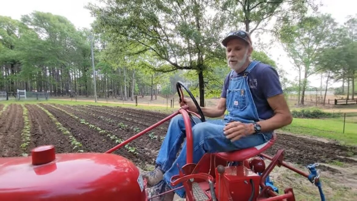 WEED FREE Garden!!! |Yellow Wax Beans | Danny Corn | Farmall Cub