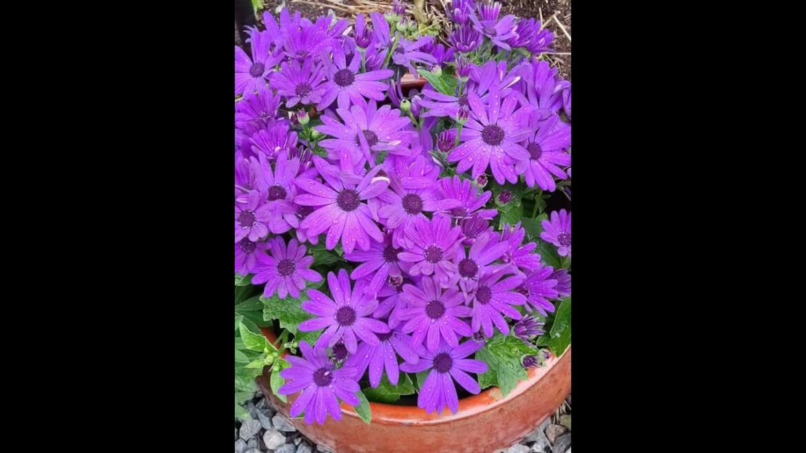 Indian Colors #flowers #garden #gardenplants #loveplants