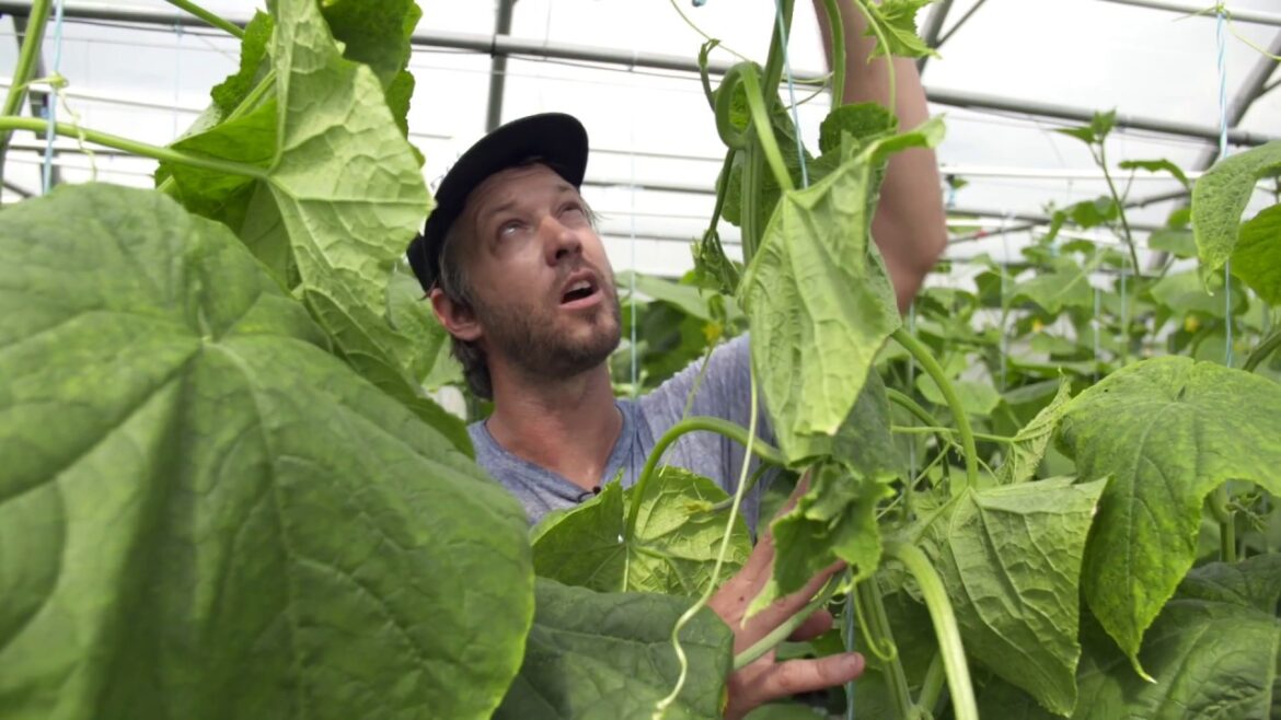 The Market Gardener's Masterclass - Update