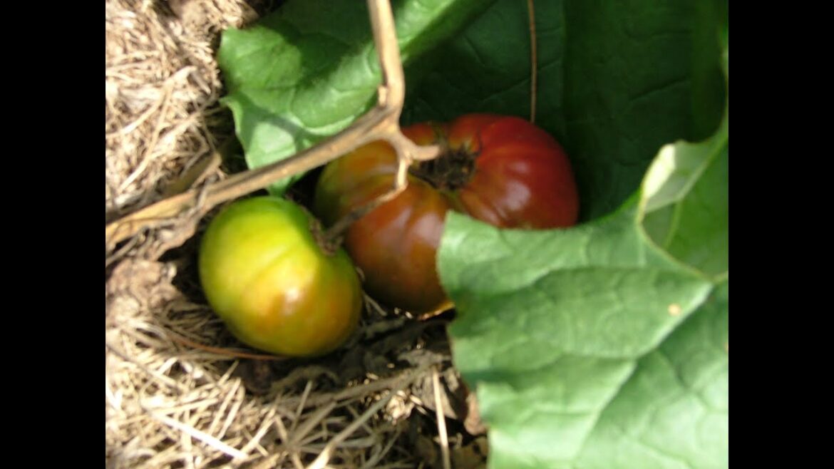 Container Vegetable Gardening VRS Outdoor Vegetable Patch