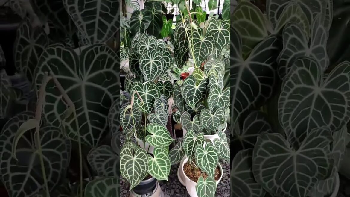 Gardening ideas & Tips #Shorts