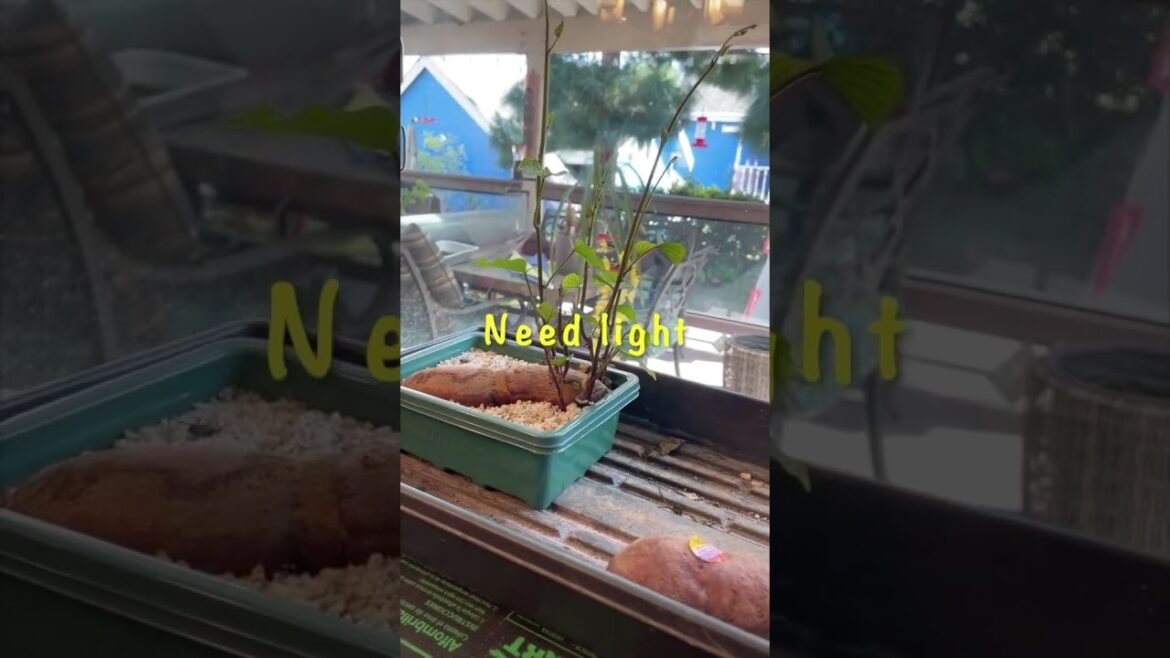 Growing Sweet Potatoes Slips | Container Vegetable Gardening Gardening