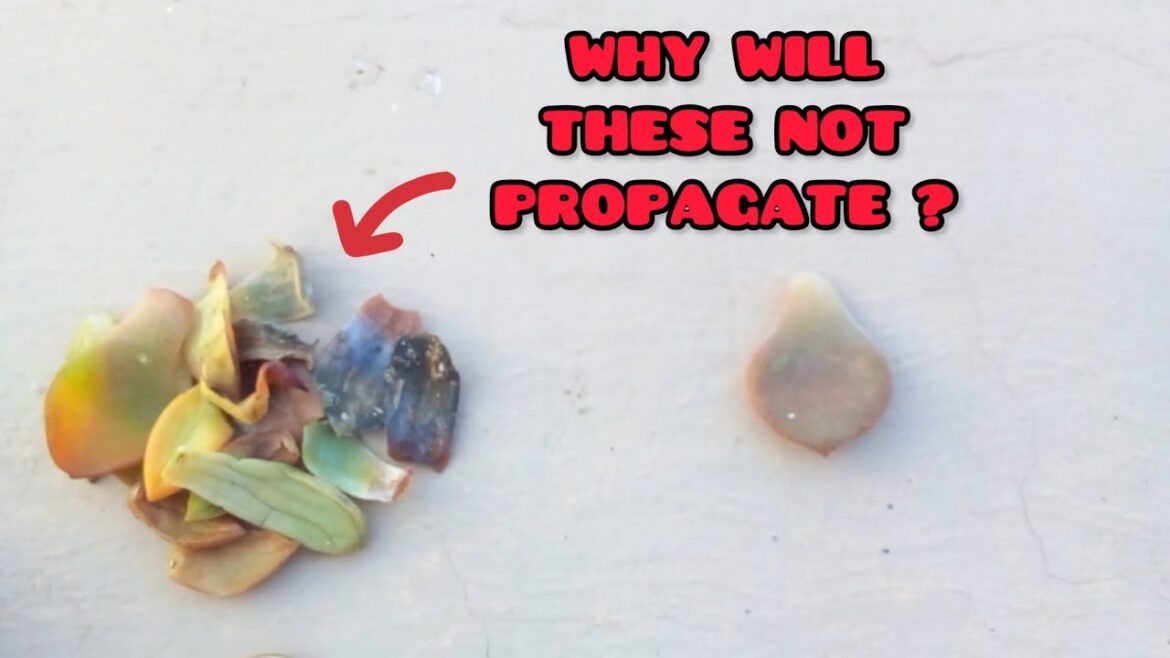 || THESE WILL NOT PROPAGATE || SUCCULENT LEAF PROPAGATION TIPS ||